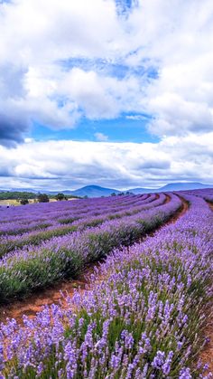 a field full of purple flowers under a cloudy sky