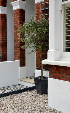 a potted olive tree sitting on the side of a building