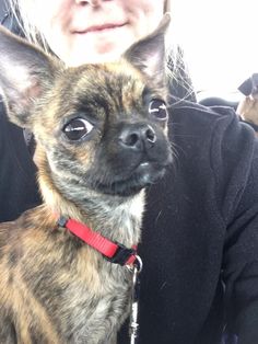 a small brown dog sitting on top of a person's lap wearing a red collar