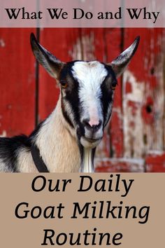 a goat with the words, what we do and why our daily goat milking routine