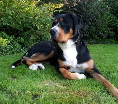 a large black and brown dog laying in the grass