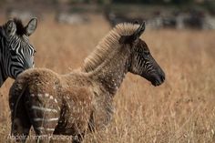 two zebra standing next to each other on a dry grass field