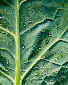 a close up of a green leaf with water droplets on it