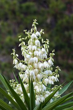 the white flowers are blooming in the garden