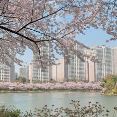 the city is full of tall buildings and cherry blossoms on trees in front of water