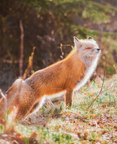 a red fox standing on top of a grass covered field