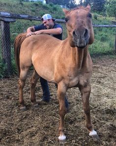 a man standing next to a brown horse