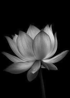 a black and white photo of a lotus flower