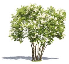 a tree with white flowers is shown on a white background