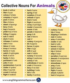 two different types of animals with the words collective nourishment for animals in english