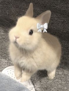 a small rabbit with a bow on its head sitting next to a person's shoe