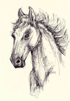 a pencil drawing of a horse's head