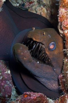 an animal that is inside of some kind of coral with it's mouth open