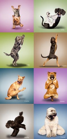 an image of dogs that are doing different things in the same place on this page