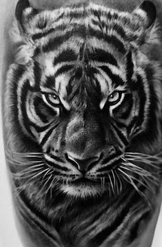 a black and white photo of a tiger's face on the left side of the leg