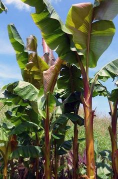 some very pretty green plants with big leaves in the grass and blue sky behind them