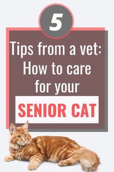 an orange cat laying on top of a white floor next to a sign that says tips from a vet how to care for your senior cat