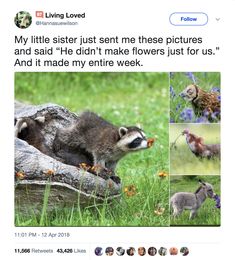 a tweet with pictures of raccoons and other animals