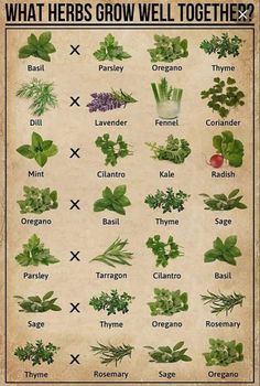 a poster with herbs on it that says, what herbs grow well together? '