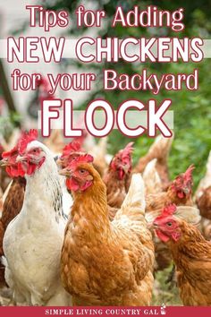 a bunch of chickens that are standing in front of each other with the title tips for adding new chickens for your backyard flock