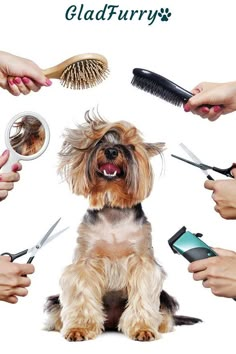 a dog sitting in the middle of a group of people holding scissors and combs