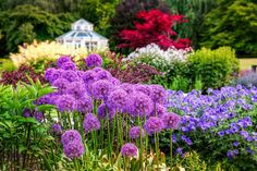 purple flowers are in the foreground with other colorful plants and trees in the background