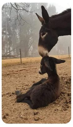 a donkey and its baby laying on the ground