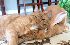 an orange cat laying on the floor next to a rabbit