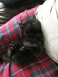 a small black kitten laying on top of a red and blue checkered couch pillow