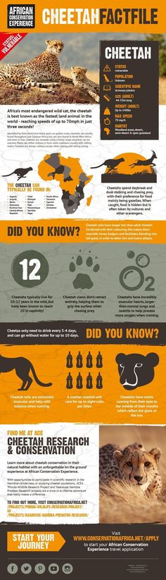 an info sheet showing the different types of animals in africa and asia, including cheetah