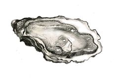 a drawing of an oyster on a white background