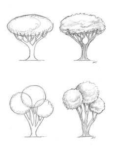 four different types of trees drawn in pencil