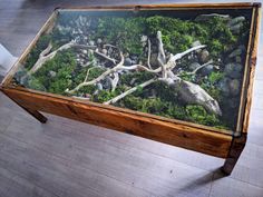 a glass table with moss and rocks in it