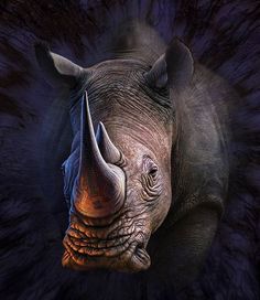 a rhinoceros with its head turned to the side