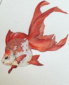 a drawing of a goldfish in red and white watercolours on paper