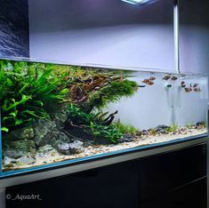 an aquarium filled with lots of plants and fish in it's tank on top of a counter