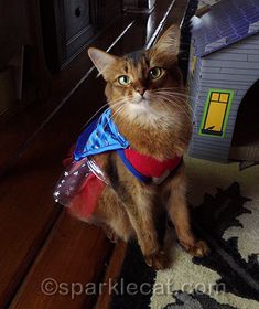 a cat sitting on the floor in front of a house wearing a blue and red vest