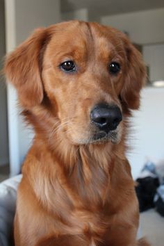 a brown dog sitting on top of a bed