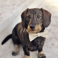 a small dog with a bow tie sitting on the ground next to some concrete steps