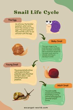 the snail life cycle is shown in this graphic, which shows how many different types of snails