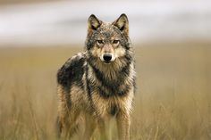 a lone wolf standing in tall grass looking at the camera