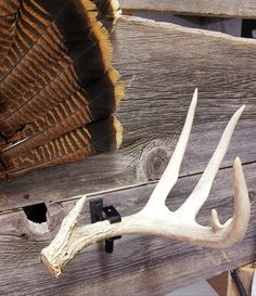 the antlers are attached to the wooden wall