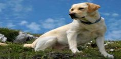 a white dog sitting on top of a lush green hillside