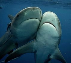 two sharks are swimming close together in the ocean