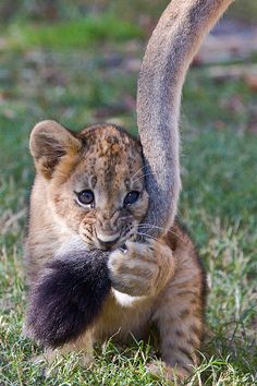 a baby lion cub is playing with an elephant's tail in the grass,