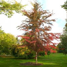 a tree with red leaves in the middle of a grassy area next to some trees