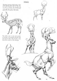 sketches of deer and antelope in various poses, from the book how to draw animals