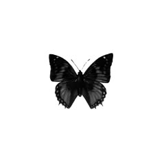 a black and white photo of a butterfly