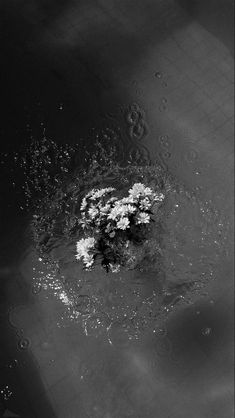 a black and white photo of water with flowers floating in the air on it's surface