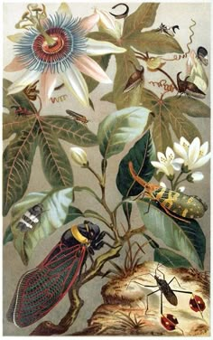 an illustration of insects and flowers on a branch